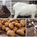 Je li moguće i kako pravilno dati sirovi krumpir kozama, prednosti proizvoda