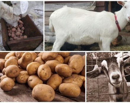 ¿Es posible y cómo dar adecuadamente papas crudas a las cabras, los beneficios del producto?