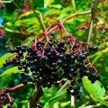 Φύτευση και φροντίδα του elderberry, περιγραφή των ποικιλιών, αναπαραγωγή και καλλιέργεια