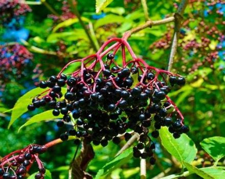 Ang pagtatanim at pag-aalaga sa elderberry, paglalarawan ng mga varieties, pagpaparami at paglilinang