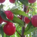 Description and characteristics of the TOP 20 best nectarine varieties, pros and cons