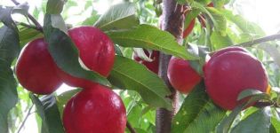 Paglalarawan at mga katangian ng TOP 20 pinakamahusay na nectarine varieties, kalamangan at kahinaan