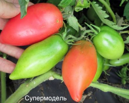 Pomidorų veislės Supermodel charakteristikos ir aprašymas