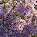 Description of varieties of heather aster, methods of reproduction and cultivation