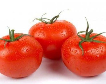 Kenmerken en beschrijving van de tomatensoort De droom van een tuinman, zijn opbrengst