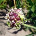 When to collect garlic bulbs, how to store and prepare them for planting?