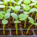 How to properly plant overgrown cucumber seedlings in open ground or greenhouse