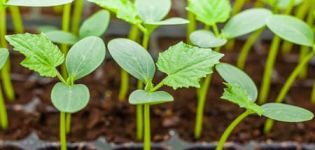 Come piantare correttamente piantine di cetriolo troppo cresciute in piena terra o in serra