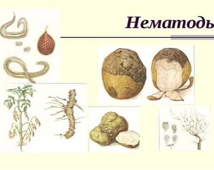 How to deal with a potato nematode, its signs, description and treatment