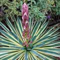 Druhy a odrůdy zahradní yucca, výsadba a péče v otevřeném poli, jak pokrýt zimu