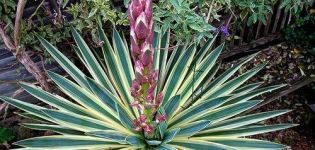 Τύποι και ποικιλίες κήπων yucca, φύτευση και φροντίδα στο ανοιχτό χωράφι, πώς να καλύψετε για το χειμώνα