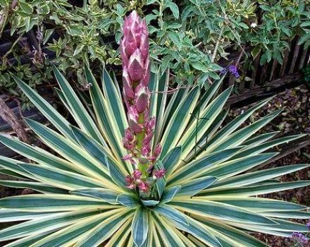 Các loại và giống yucca sân vườn, cách trồng và chăm sóc ngoài đồng, cách che phủ cho mùa đông