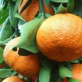 Descripción de las variedades de mandarina Unshiu y cultivo en casa.