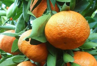 Opis odrody mandarínky Unshiu a pestovanie doma