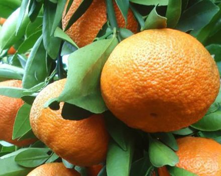 คำอธิบายของส้มเขียวหวานพันธุ์ Unshiu และการปลูกที่บ้าน