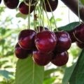 Vyšnių veislių aprašymas ir savybės Pamyat Yenikeeva, derlius ir auginimas