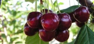 Descripción y características de las variedades de cereza Pamyat Yenikeeva, rendimiento y cultivo.