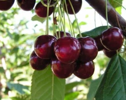 A cseresznyefajták leírása és jellemzői Pamyat Yenikeeva, hozam és termesztés