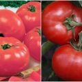 Características y descripción de la variedad de tomate Kukla f1, su rendimiento.