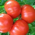 Περιγραφή και χαρακτηριστικά της ποικιλίας ντομάτας Bourgeois