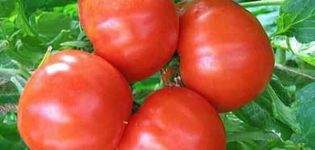 Description and characteristics of the tomato variety Bourgeois