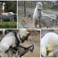 Reglas y 3 métodos principales para aparear cabras, a que edad es aceptable