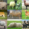 Arten der Klassifizierung von Schafrassen, nach denen Kriterien unterteilt sind und Beschreibung