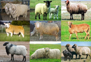 Top 5 dairy sheep breeds and their main indicators, development of the industry in Russia