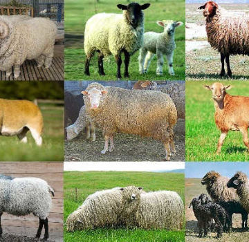 חמשת גזעי הכבשים החלביות העיקריות ביותר והמדדים העיקריים שלהם, פיתוח הענף ברוסיה