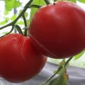Descrizione della varietà abbondante di pomodoro siberiano, delle sue caratteristiche e della resa