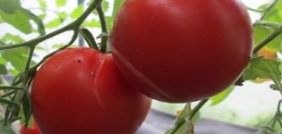 Popis odrůdy rajčat sibiřského hojnost, jeho vlastnosti a výnos