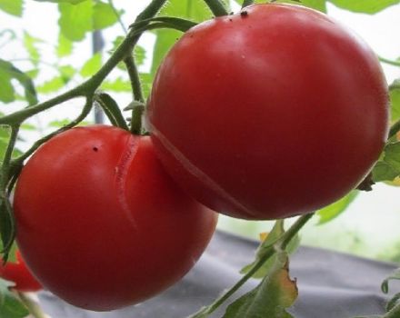 وصف تنوع الطماطم السيبيري بكثرة وخصائصها والمحصول