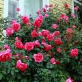 Reglas para plantar, cultivar y cuidar rosas trepadoras en campo abierto.