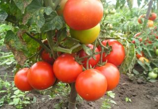 Charakterystyka i opis odmiany pomidora Fighter (Buyan), jej plon