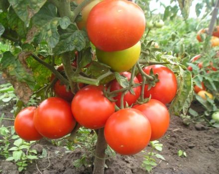 Características y descripción de la variedad de tomate Fighter (Buyan), su rendimiento