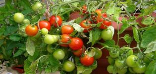 Dyrkende tomat Grigorashik f1 og sortsbeskrivelse