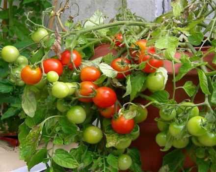 Groeiende tomaat Grigorashik f1 en rasbeschrijving