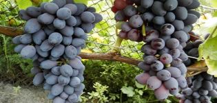 Opis odmiany winogron Kishmish Jupiter, cechy charakterystyczne i cechy uprawy