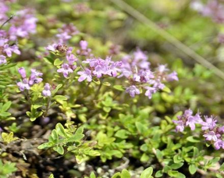 Description of the Marshall thyme variety, features of cultivation and care