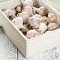 How to properly dry winter garlic after digging up and where to store it?