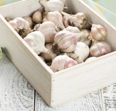 Come asciugare correttamente l'aglio invernale dopo averlo scavato e dove conservarlo?