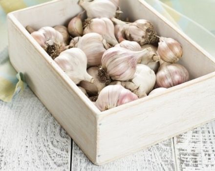 How to properly dry winter garlic after digging up and where to store it?