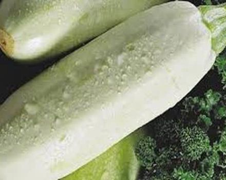 Beschreibung der Sorte Zucchini Rolik, Merkmale des Anbaus und der Pflege
