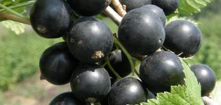 Descripció i característiques de la varietat de grosella Boira verda, plantació i cura