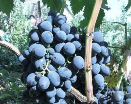 Description and characteristics of the Gala grape variety, history and subtleties of cultivation