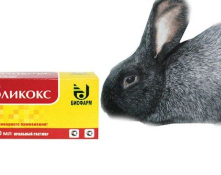 Instruktioner til brug af Solikox til kaniner, frigivelsesform og analoger