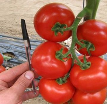 Eigenschaften und Beschreibung der Tomatensorte Mahitos F1
