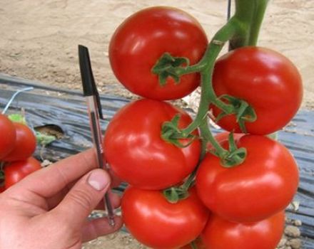 Eigenschaften und Beschreibung der Tomatensorte Mahitos F1