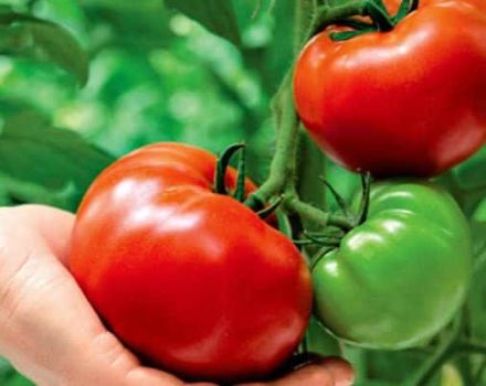 Description of the tomato variety Three fat men and its characteristics