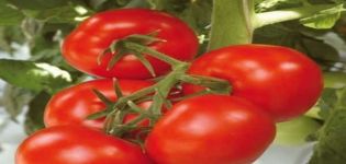 Beschreibung der Tomatensorte Harlequin F1, ihrer Agrartechnologie